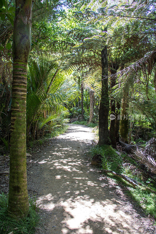 新西兰:Waitakere Ranges